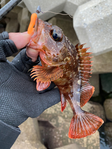 カサゴの釣果