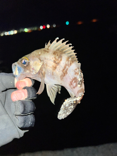 メバルの釣果