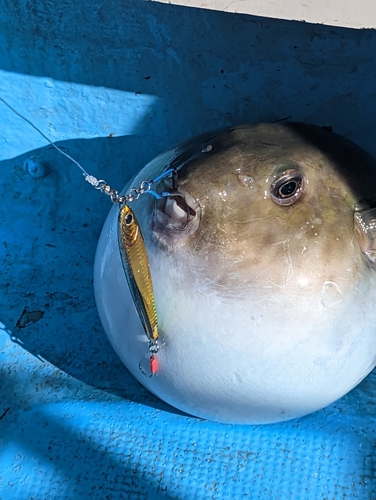 ヨリトフグの釣果