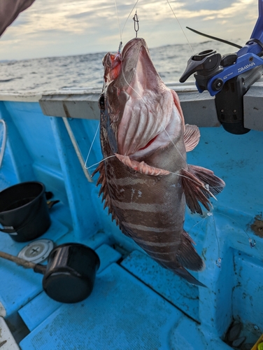 マハタの釣果