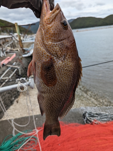 オオモンハタの釣果