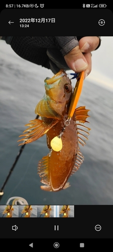 アナハゼの釣果