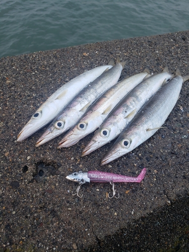 カマスの釣果