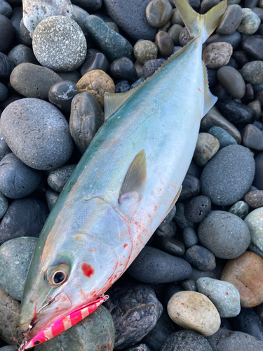 イナダの釣果