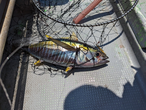 キハダマグロの釣果