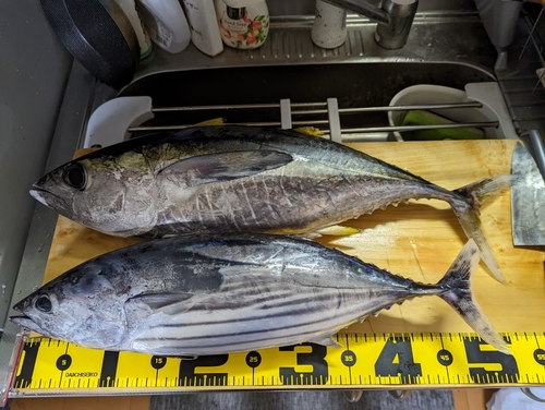 カツオの釣果