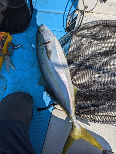 ブリの釣果