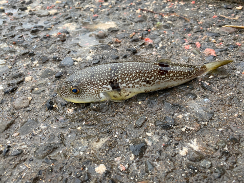 クサフグの釣果