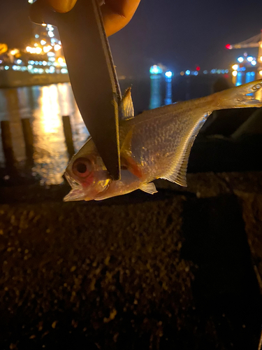 ミナミハタンポの釣果