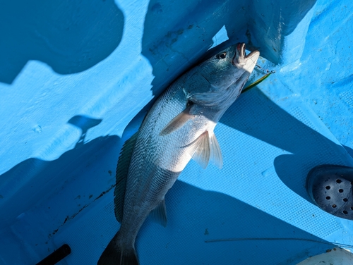 オオニベの釣果