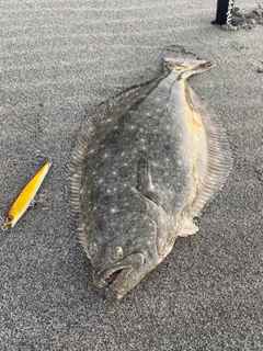 ヒラメの釣果