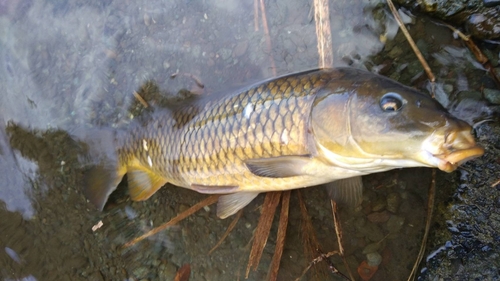 コイの釣果