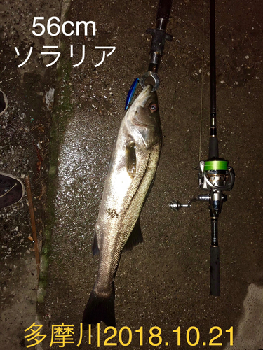 シーバスの釣果