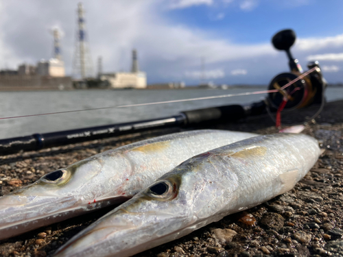 カマスの釣果