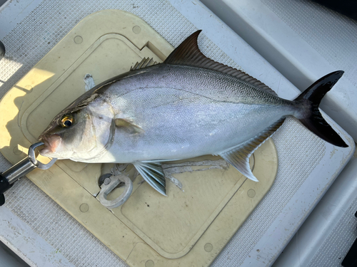 カンパチの釣果