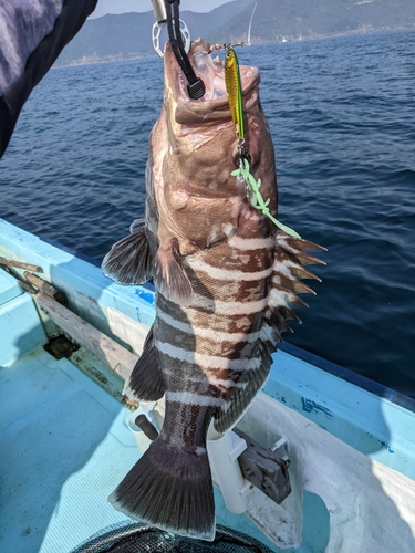 マハタの釣果