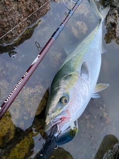 ヤズの釣果