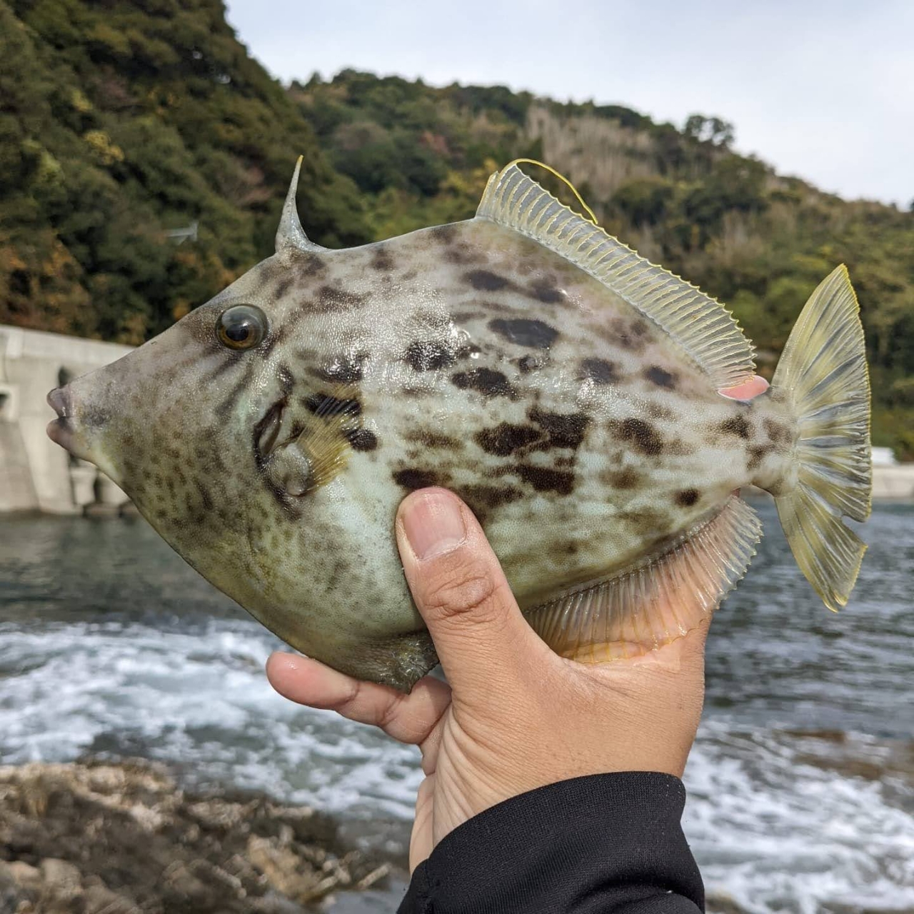 カワハギ