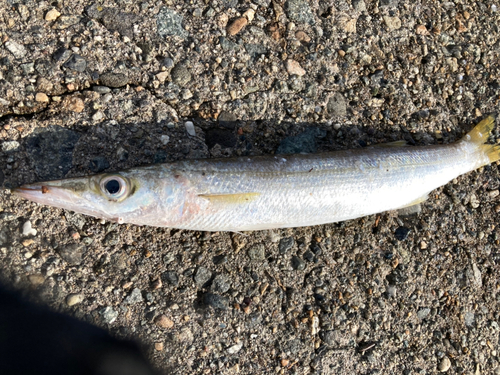 カマスの釣果