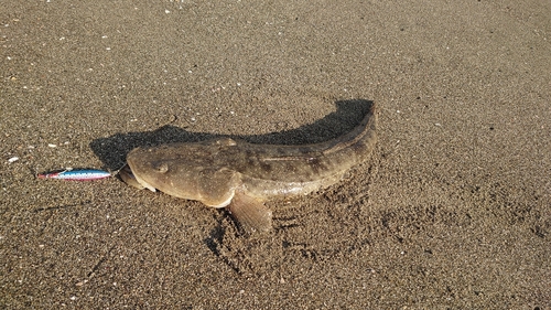 マゴチの釣果