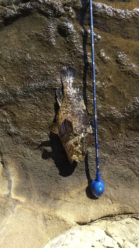 メジナの釣果