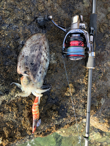 コウイカの釣果