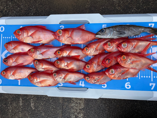 キンメダイの釣果