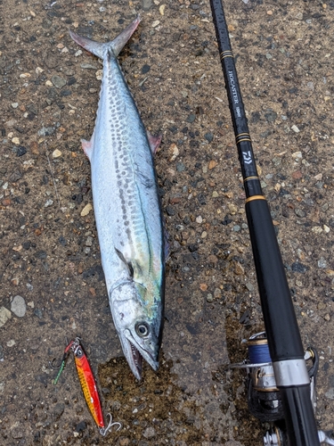 サゴシの釣果