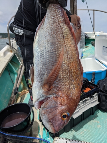 マダイの釣果