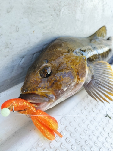 アイナメの釣果