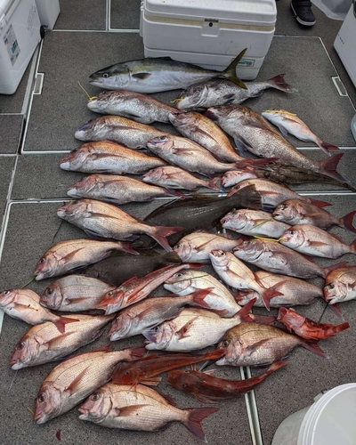 マダイの釣果