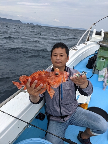 ウッカリカサゴの釣果