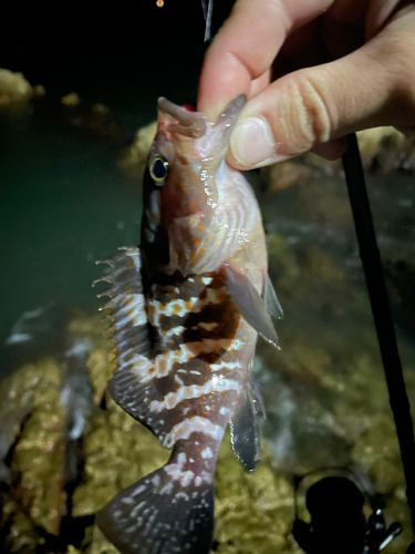 アコウの釣果