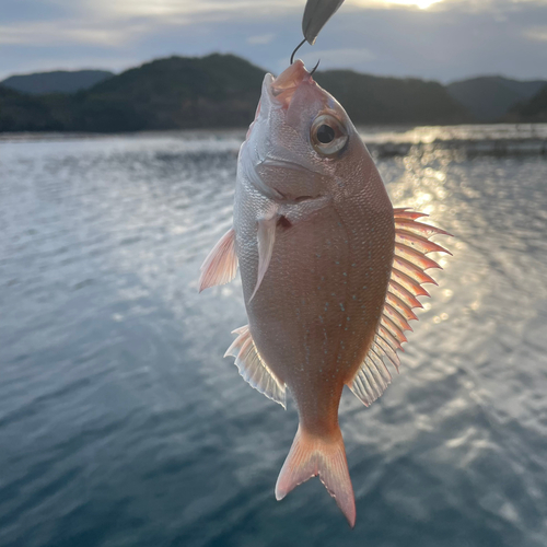 チャリコの釣果