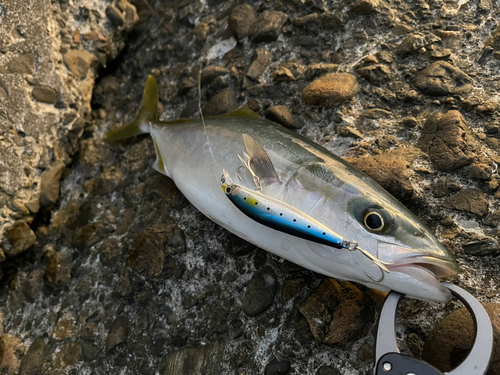 ワカナゴの釣果