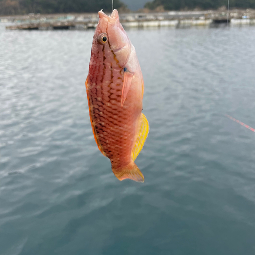 ベラの釣果