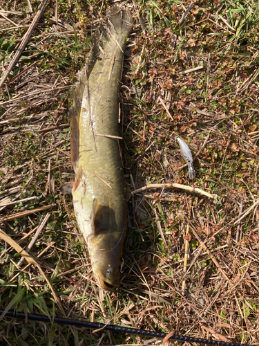 ナマズの釣果