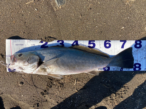 ニベの釣果