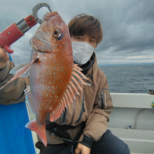 マダイの釣果