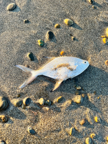 コバンアジの釣果