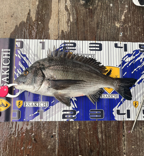 クロダイの釣果