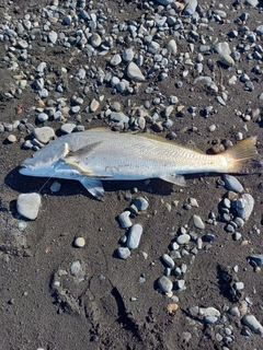 オオニベの釣果