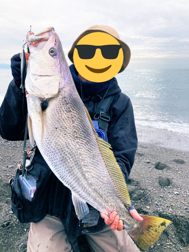 オオニベの釣果