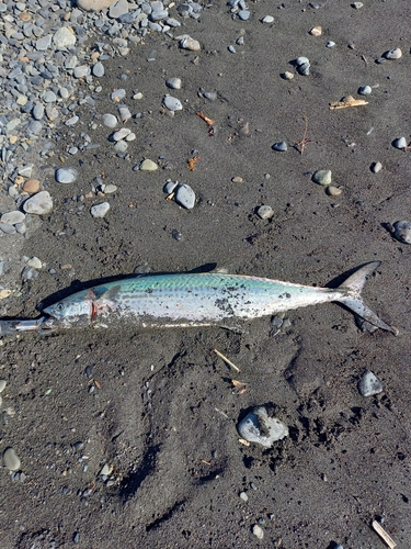 サゴシの釣果