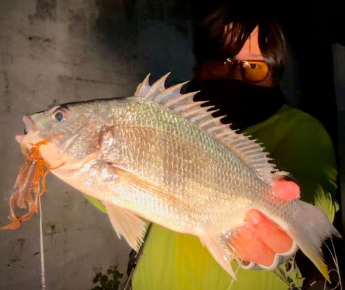 キビレの釣果