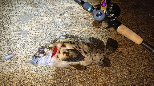 オウゴンムラソイの釣果