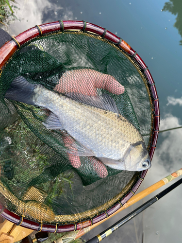 ヘラブナの釣果