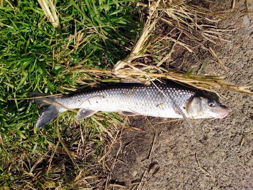 ニゴイの釣果