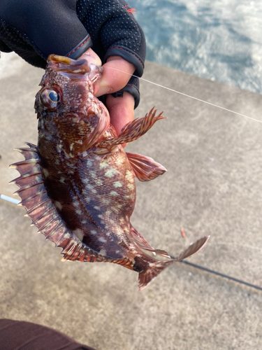 カサゴの釣果