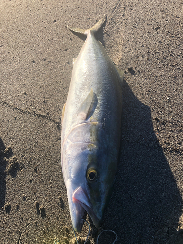 ワラサの釣果